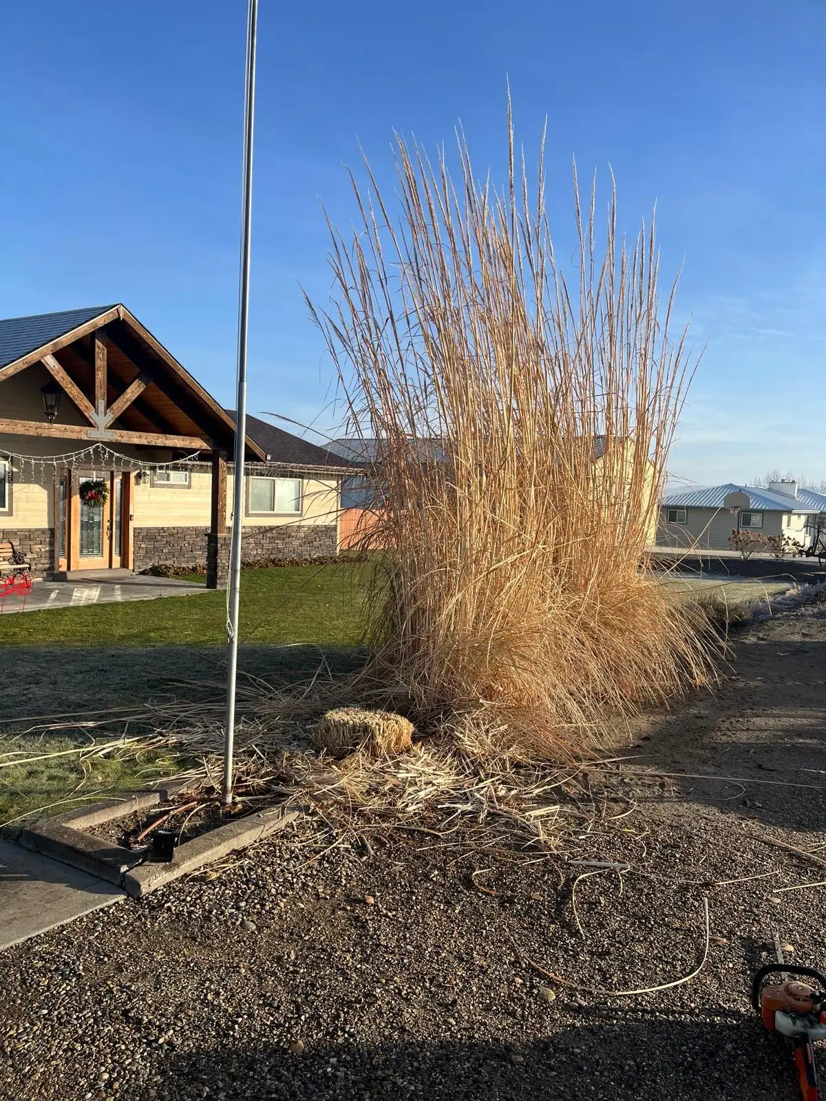 Tall ornamental grass being trimmed in front of a craftsman home