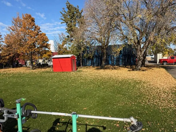 Leaf Cleanup service
